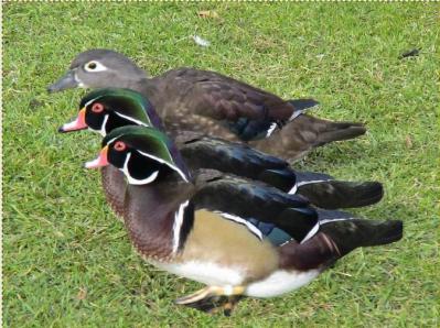 Tres patos